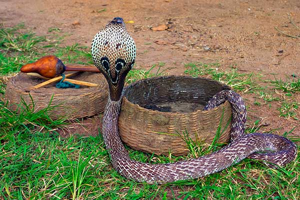 Kobra indyjska, okularnik (Naja naja)