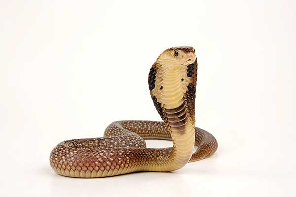 Kobra nepalska (Naja kaouthia)