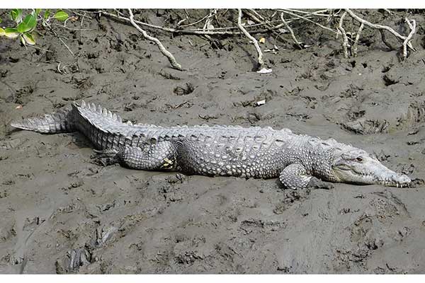 Krokodyl amerykański (Crocodylus acutus)