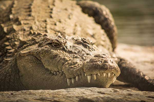 Krokodyl błotny (Crocodylus palustris)