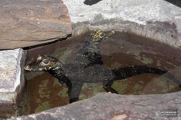 Krokodyl krótkopyski (Osteolaemus tetraspis)