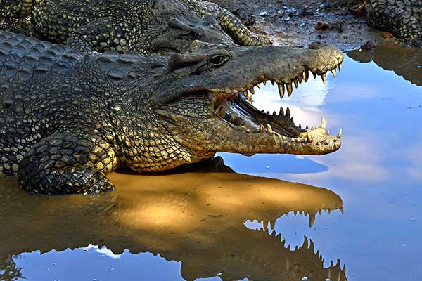 Krokodyl kubański (Crocodylus rhombifer)