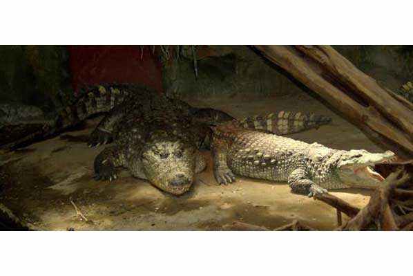 Krokodyl nilowy (Crocodylus niloticus)