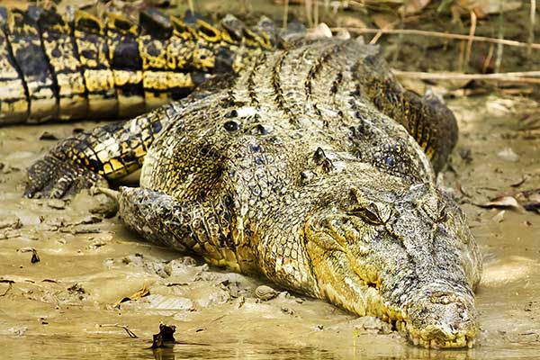 Krokodyl różańcowy (Crocodylus porosus)