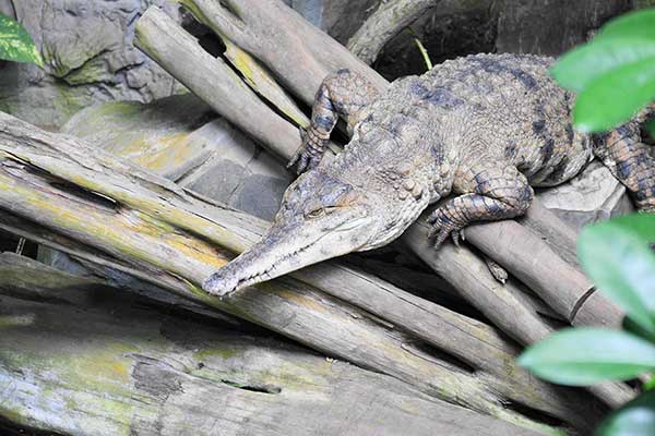 Krokodyl wąskopyski (Crocodylus cataphractus)