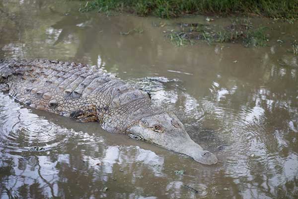 Krokodyl z Orinoko (Crocodylus intermedius)