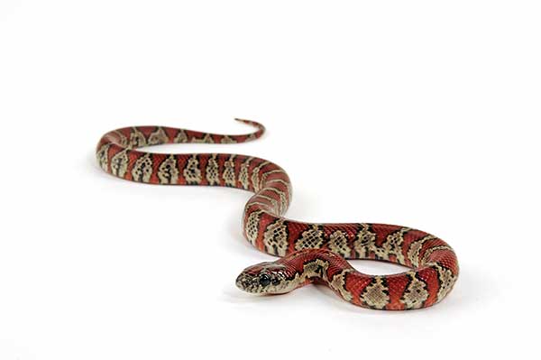 Lancetogłów meksykański (Lampropeltis mexicana)