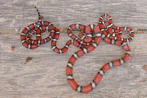 Wąż królewski, lancetogłów mleczny (Lampropeltis triangulum)