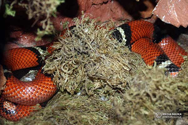 Wąż królewski, lancetogłów mleczny (Lampropeltis triangulum) Wąż królewski, lancetogłów mleczny (Lampropeltis triangulum)