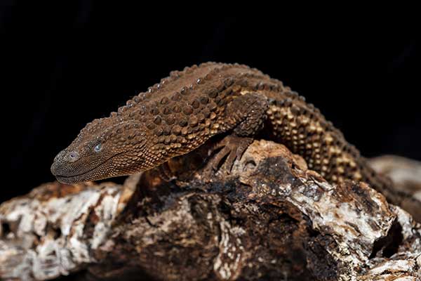 Bezuchy waran z Borneo (Lanthanotus borneensis)