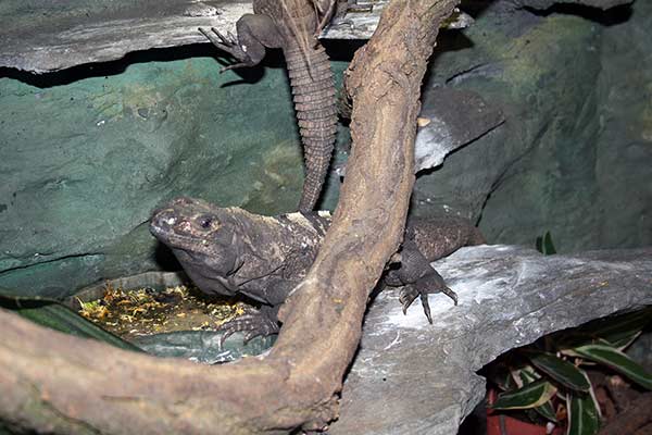 Legwan czarny (Ctenosaura similis)