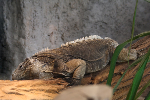 Legwan kubański (Cyclura nubila)