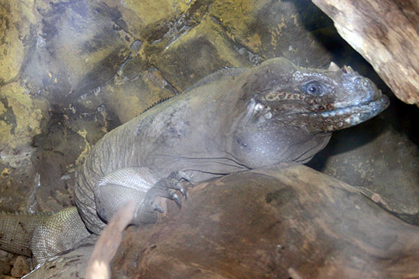 Legwan nosorogi (Cyclura cornuta)