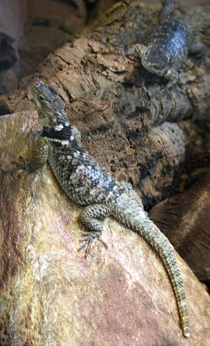 Legwanik błękitny (Sceloporus serrifer)