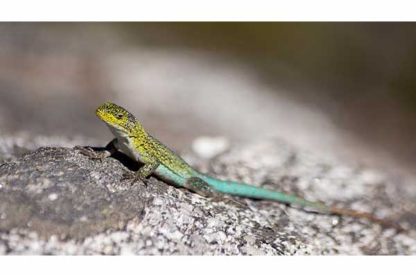 (Liolaemus tenuis)