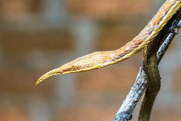 Liścionos madagaskarski (Langaha madagascariensis)