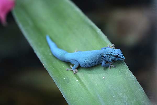 (Lygodactylus williamsi)