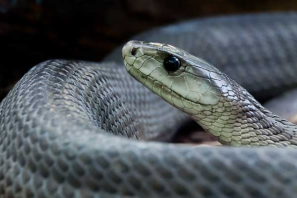 Mamba czarna (Dendroaspis polylepis)