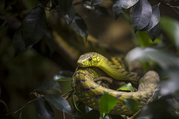 Mamba zielona (Dendroaspis viridis)