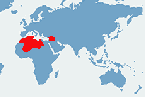Agama pustynna - mapa występowania na świecie