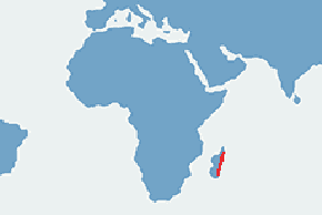 Felsuma madagaskarska – mapa występowania na świecie