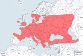 Gniewosz plamisty – mapa występowania na świecie