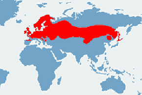 Jaszczurka żyworodna - mapa występowania na świecie