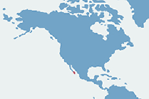 Legwanik lazurowy - mapa występowania na świecie