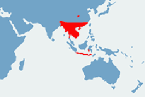 Pyton tygrysi - mapa występowania na świecie