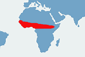 Waran stepowy (pustynny) – mapa występowania na świecie