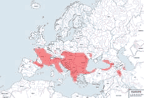 Wąż Eskulapa - mapa występowania na świecie