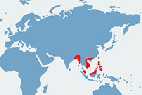 Żółw sundajski – mapa występowania na świecie