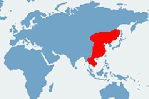 Żółwiak chiński – mapa występowania na świecie