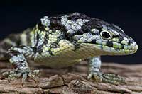Abronia taeniata