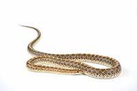 Arizona elegans