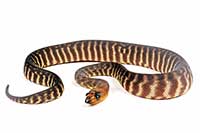 Aspidites ramsayi