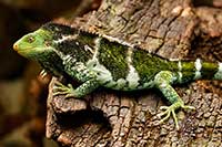 Brachylophus vitiensis