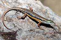 Carlia jarnoldae