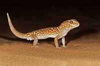 Chondrodactylus angulifer
