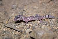 Coleonyx switaki