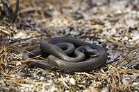 Coluber constrictor