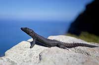 Cordylus niger