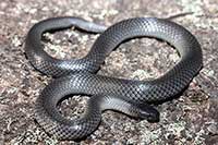 Cryptophis nigrescens