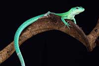 Gastropholis prasina