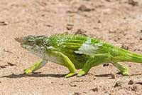Kinyongia multituberculata