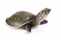 Lissemys punctata