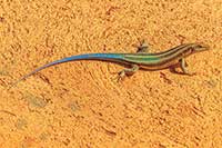 Nucras caesicaudata