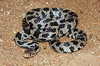 Pantherophis vulpinus