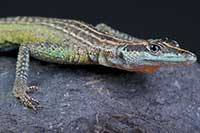 ikona