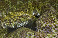 Protobothrops mangshanensis